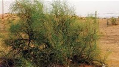 ما فوائد نبات الأرطة