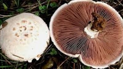 ما فوائد فطر عيش الغراب