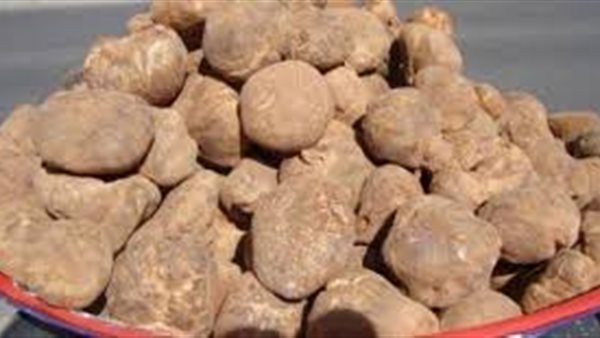 موقع أيام نيوز