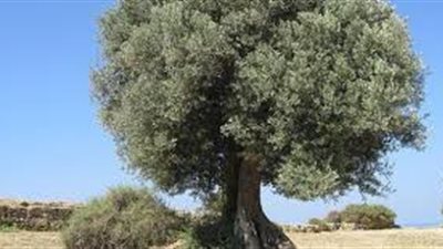 ما فوائد شجرة الزيتون