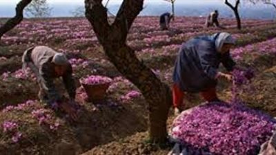 كيفية جني الزعفران