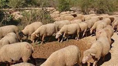 كيف نحمي المراعي من الرعي الجائر