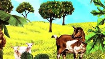 أهمية الشجرة في الحياة