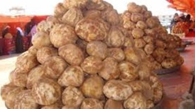 كل ما تريد معرفته عن  نبات الفقع