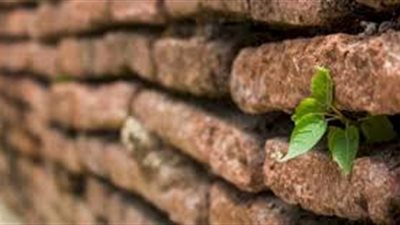 كيف تتكيف النباتات مع بيئتها؟