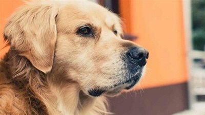 تعرف على تفسير رؤية الكلاب في المنام