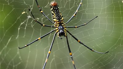 حل لغز ذكر العنكبوت 5 حروف