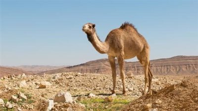 ما هو تفسير رؤية الجمل في المنام ؟