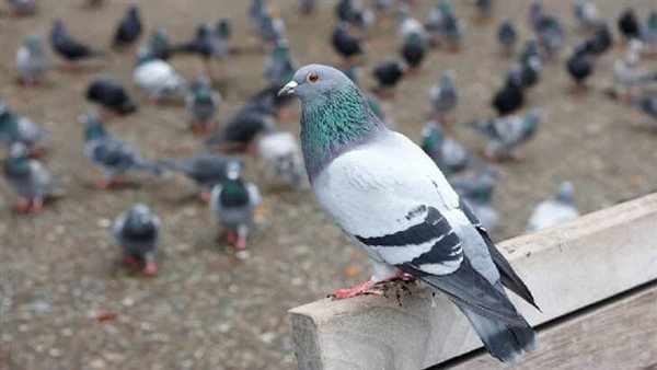 موقع أيام نيوز