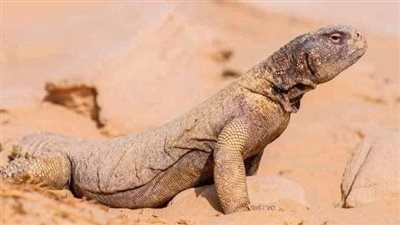 تعرف على تفسير رؤية الضب في المنام