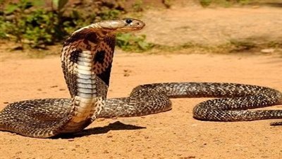 تفسير رؤية الافعى في المنام للفتاة العزباء