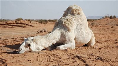 ما هو تفسير الهروب من الجمل في المنام ؟
