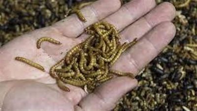 ما هو تفسير حلم خروج الدود من اليد اليمنى ؟