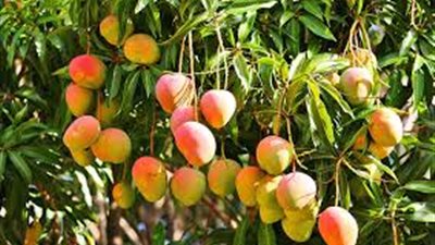 طرق زراعة المانجو