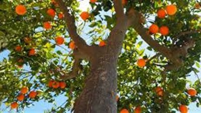 كيفية زراعة الحمضيات