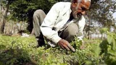 كل ما تريد معرفته عن الفلاح
