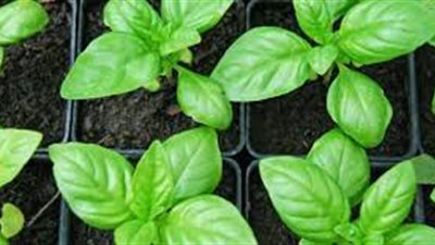 افضل طريقة لزراعة الريحان