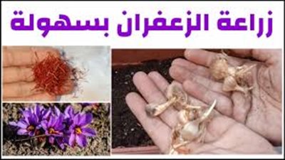 كيفية زراعة الزعفران