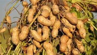 طريقة زراعة الفول السوداني