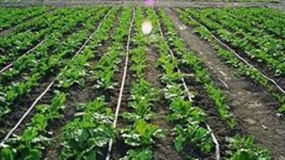طرق الري بالتنقيط