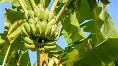 طريقة زراعة الموز