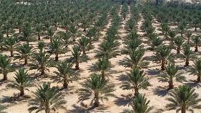 افضل طريقة لزراعة النخيل