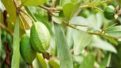 كيفية زراعة الجوافة