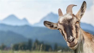 تفسير المرايا في المنام