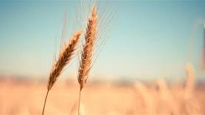 ما أثر التغيرات المناخية على الأمن الغذائي