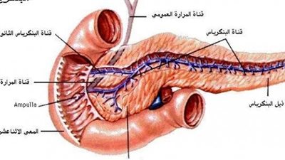 أهمية وظيفة البنكرياس