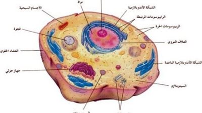 ما هي مكونات الخلية الحيوانية