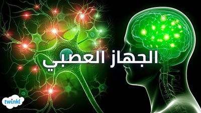 ما هي مكونات الجهاز العصبي