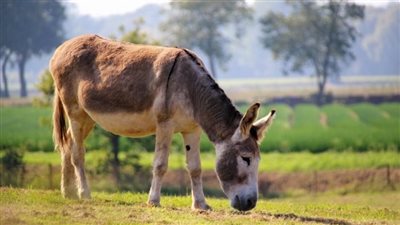 تفسير رؤية الحمار في المنام لابن سيرين