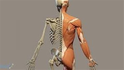 كل ما تريد معرفته عن جذع الإنسان