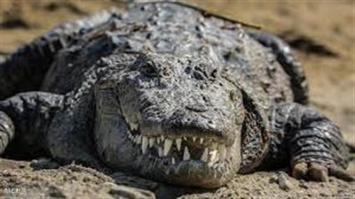 تفسير رؤية التمساح الاخضر في المنام