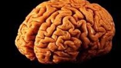 ما هي نسبة استخدام العقل البشري