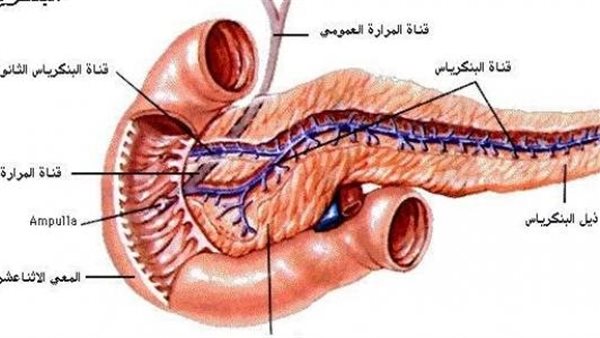 موقع أيام نيوز