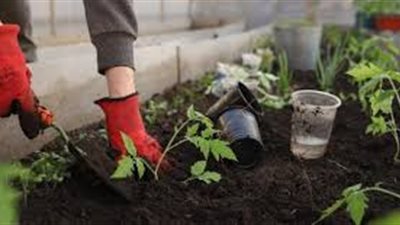 خصائص واستخدامات التربة السوداء