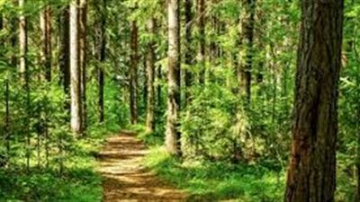 أمثلة على المواطن البيئية البرية