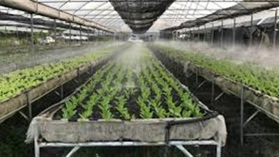 طرق ترشيد استهلاك المياه في الزراعة