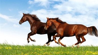 تفسير رؤية الخيل في المنام لابن سيرين
