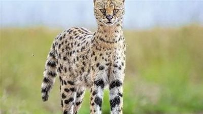 قط السرفال: القط الأفريقي ذو الخطوط المتموجة