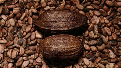 فوائد تناول الكاكاو يومياً