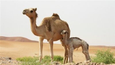 ما هو تفسير رؤية الناقة في المنام ؟