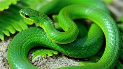 تفسير الثعبان في الحلم للعزباء