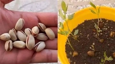 طريقة زراعة شجرة الفستق في المنزل