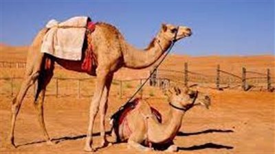 تفسير حلم هجوم الجمل لابن سيرين
