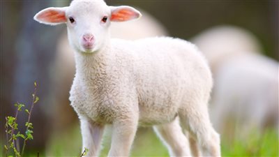 تفسير رؤية الخروف في المنام