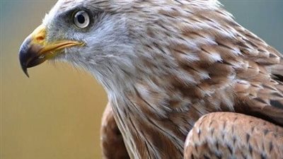 تفسير رؤية الصقر في المنام لأبن سيرين