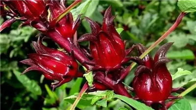 ما هي فوائد مشروب الكركديه ؟